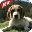Icon of program: Beagle