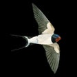 Icon of program: Collins Bird Guide The Ul…