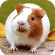 Icon of program: Guinea Pig Wallpaper