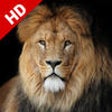 Icono de programa: King Lion Image Gallery -…