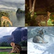 Icon of program: Wild Kingdom Slide Show