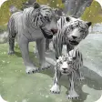 Icon of program: Snow Tiger Family