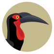 Icon of program: BirdPro