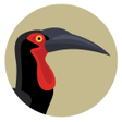 Icono de programa: BirdPro