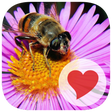 Icono de programa: 380 Pics