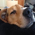 Icon of program: Dog Sleep Music