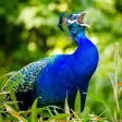 Icon of program: Peacock Sounds - Peacock …