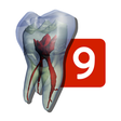 Icon of program: Tooth Atlas 9