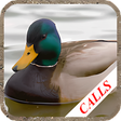 Icono de programa: Duck calls