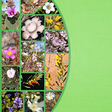 Icon of program: Plants Fungi SW NSW Austr…
