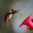 Icon of program: Vyomy 3D Hummingbird 2