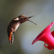 Icon of program: Vyomy 3D Hummingbird 2