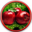 Icon of program: Apple Crush 2016