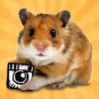 Icon of program: hamstergram - make people…