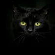Icon of program: Black cats Live Wallpaper