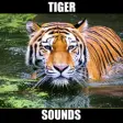 Icon of program: Tiger Sounds - Tiger Grow…