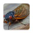 Icon of program: Cicada insect Sound Colle…