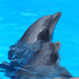 Icon of program: Dolphins - Sound to relax