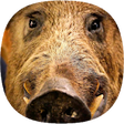 Icono de programa: Wild Boar Sounds