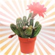 Icon of program: Cactus Plant Encyclopedia