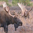 Icon of program: Bull-Cow Moose Hunting Ca…