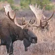 Icon of program: Bull-Cow Moose Hunting Ca…