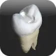 Icon of program: CavSim - Dental Cavity Pr…