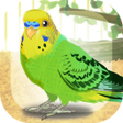 Icon of program: Parakeet Pet