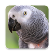 Icono de programa: Grey Parrot Bird Sound Co…