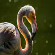 Icon of program: Threatened species