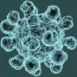Icon of program: Microbe Defense