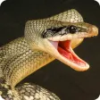 Icon of program: Anaconda Rampage: Giant S…