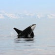 Icon of program: Let's Hear the Animals! (…
