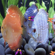 Icono de programa: 3D Discus Aquarium Wallpa…