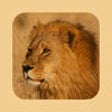 Icon of program: My Photo Word Book