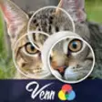 Icon of program: Venn Cats: Overlapping Ji…