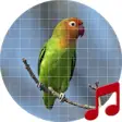 Icon of program: Lovebird sounds ~ Sboard.…