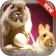 Icon of program: Easter Bunny Wallpapers