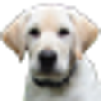Icon of program: Desktop Rover