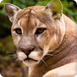 Icon of program: Cougar Sounds Ringtone