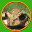 Icon of program: Look! Listen! and Learn L…