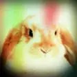 Icon of program: Rabbits - Bunny Sounds, R…