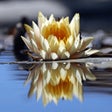 Icon of program: Photo Reflection HD - Wat…