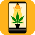 Icono de programa: Cannabis Grow Box (Early …