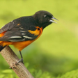 Icon of program: Birds Sounds Relax and Ri…