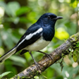 Icono de programa: Birds Sounds Relax and Ri…