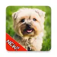 Icon of program: Cute Dogs Memory Matching…