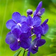 Icono de programa: Summer Flower Screensaver