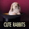 Icon of program: Cute Rabbit Pictures