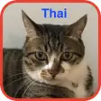 Icon of program: Daily Thai words